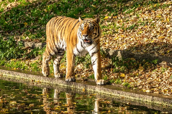 Сибирский Тигр Panthera Altaica Самая Большая Кошка Мире — стоковое фото