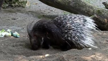 Hint armalı kirpi (