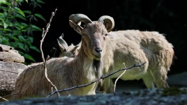 Markhor Turcomeno Capra Falconeri Heptneri Nome Desta Espécie Vem Forma — Vídeo de Stock