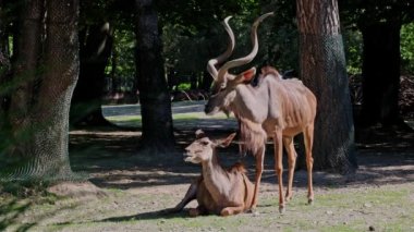 Büyük kudu, yayılım gösterir: strepsiceros Doğu ve Güney Afrika boyunca bulunan ormanlık bir antilop olduğunu..