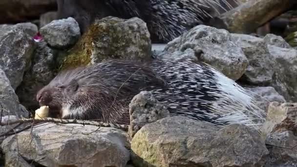 Hystrix Indica Est Une Espèce Rongeur Hystricomorphe Famille Des Hystricidae — Video