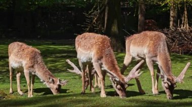 Fallow deer, Dama mezopotamya, Cervidae familyasından bir memeli türü..