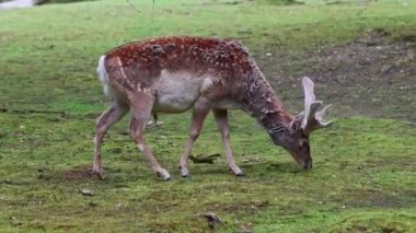 Fallow deer, Dama mezopotamya, Cervidae familyasından bir memeli türü..