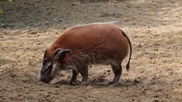 Porco Rio Vermelho Potamochoerus Porcus Também Conhecido Como Porco Mato — Vídeo de Stock