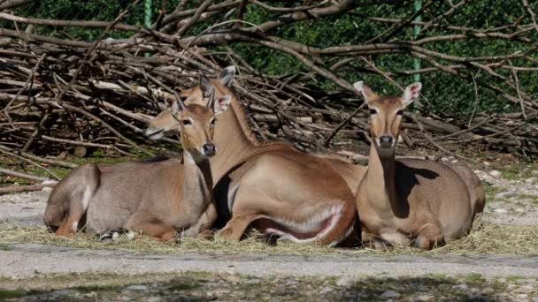 Нилгай Голубая Корова Boselaphus Tragocamelus Крупнейшая Азиатская Антилопа Эндемик Индийского — стоковое видео