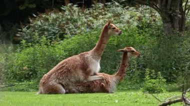 And Dağları 'nın yüksek dağlık bölgelerinde yaşayan Lama' nın akrabaları Vicugna Vicugna 'nın çiftleşme davranışları.