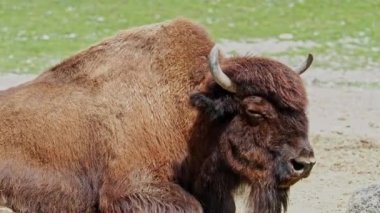 Bizon ya da bizon, bir zamanlar Kuzey Amerika 'da geniş sürüler halinde yaşayan bir bizon türüdür.. 