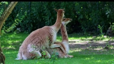 And Dağları 'nın yüksek dağlık bölgelerinde yaşayan Lama' nın akrabaları Vicugna Vicugna 'nın çiftleşme davranışları.