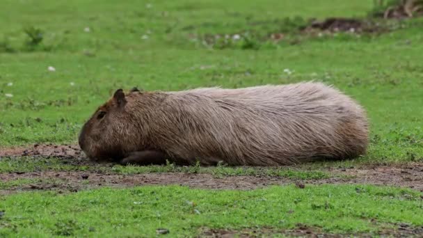 Capivara Hydrochoerus Hydrochaeris Maior Roedor Existente Mundo Seus Parentes Mais — Vídeo de Stock