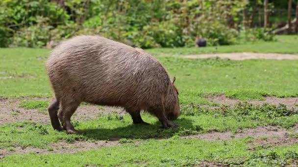 Capibara Hydrochoerus Hydrochaeris Più Grande Roditore Esistente Mondo Suoi Parenti — Video Stock
