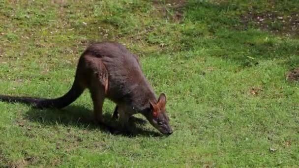 Bažina Wallaby Wallabia Bikolor Jedním Menších Klokanů Tato Wallaby Také — Stock video