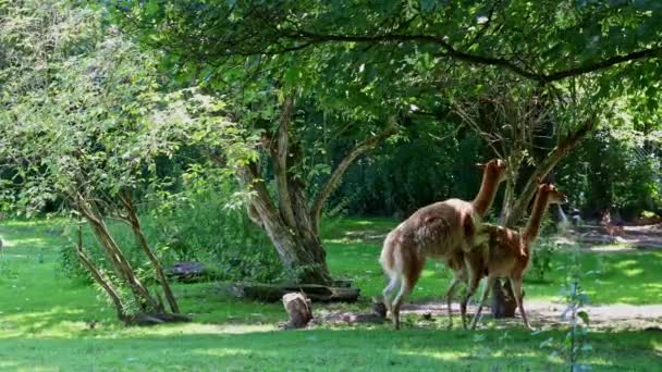 Paargedrag Van Vicunas Vicugna Vicugna Verwanten Van Lama Die Hoge — Stockvideo