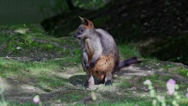 Wallaby Bataklığı Wallabia Bicolor Küçük Kangurulardan Biridir Valabi Aynı Zamanda — Stok video