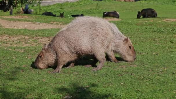 カピバラ Capybara Hydrochoerus Hydrochaeris 現存する世界最大のげっ歯類である 最も近い親戚は アグチ チンチラ コイピラ モルモットです — ストック動画