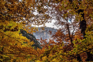 Ordesa 'da renkli kayın ağaçları ve İspanya' da Monte Perdido Ulusal Parkı, Pireneler, Aragon.