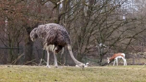 Common Ostrich Struthio Camelus Simply Ostrich Species Large Flightless Bird — Stock Video