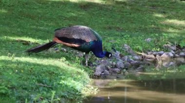 Hint Peafowl veya mavi Peafowl, Büyük ve parlak renkli bir kuş türüdür, Güney Asya 'ya özgü, fakat dünyanın diğer bölgelerinde de tanıtılan bir türdür..