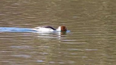 Münih 'teki İngiliz Bahçesi' nde Kleinhesseloher Gölü 'nde yüzen Merganser, Goosander ve Mergus merganser.