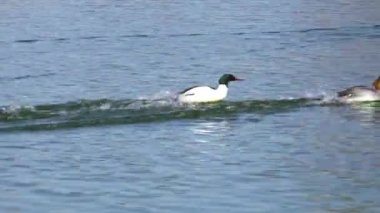 Münih 'teki İngiliz Bahçesi' nde Kleinhesseloher Gölü 'nde yüzen Merganser, Goosander ve Mergus merganser.