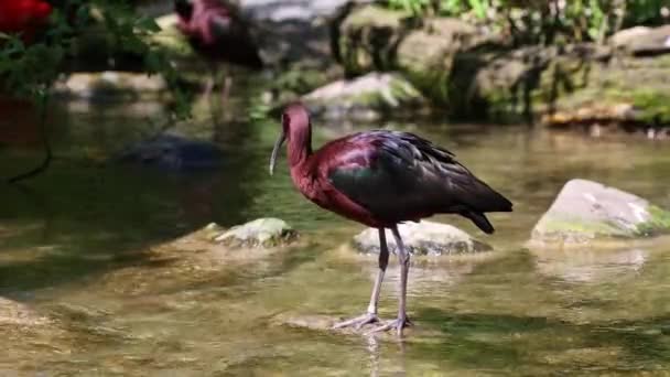 光沢のあるイビス プレガディス ファルシネルスは イビスファミリーの鳥です — ストック動画