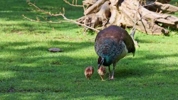 Mamma Indiana Con Bambini Piccoli Peafowl Blu Pavo Cristatus Uccello — Video Stock