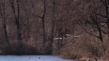 Anser anser, Anatidae familyasından Anatidae familyasından bir kaz türü. Burada havada uçuyor..