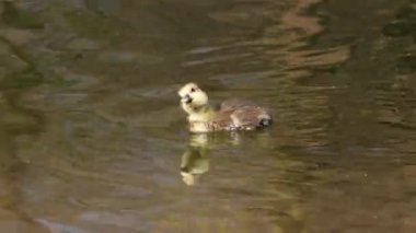 Anser anser, Anatidae familyasından bir kuş türü olan Anatidae familyasından bir kaz türü.