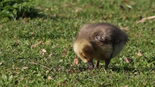 Gros Plan Une Belle Bernache Roussâtre Jaune Printemps Anser Anser — Video