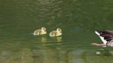 Küçük bebekleri olan gri lag kazları ailesi. Gri-lag kaz, Anser anser, Anatidae familyasından bir kaz türü.