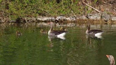 Küçük bebekleri olan gri lag kazları ailesi. Gri-lag kaz, Anser anser, Anatidae familyasından bir kaz türü.
