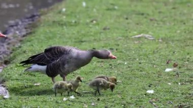 Küçük bebekleri olan gri lag kazları ailesi. Gri-lag kaz, Anser anser, Anatidae familyasından bir kaz türü.