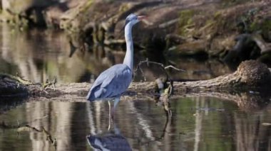 Bu gri balıkçıl hareketli suda balık tutarken, Ardea cinerea başarıyla bir balık yakaladı. Bu balıkçılgiller (Ardeidae) familyasından uzun bacaklı yırtıcı bir kuş.