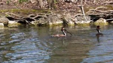Bir çift Great Crested Grebe, Podiceps kristali yuvalarını inşa ediyor. Güzel turuncu renkli kuş, kırmızı gözlü su kuşu. Eski Dünya 'da bulunan en büyük aile üyesidir..