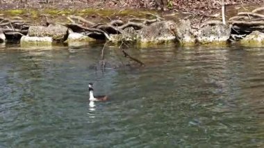 Bir çift Great Crested Grebe, Podiceps kristali yuvalarını inşa ediyor. Güzel turuncu renkli kuş, kırmızı gözlü su kuşu. Eski Dünya 'da bulunan en büyük aile üyesidir..