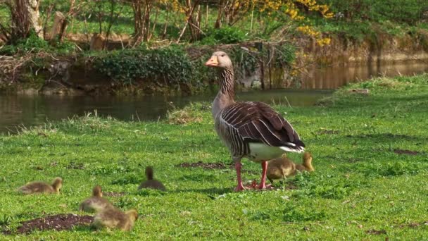 Familia Gansos Greylag Con Bebés Pequeños Anser Anser Una Especie — Vídeo de stock