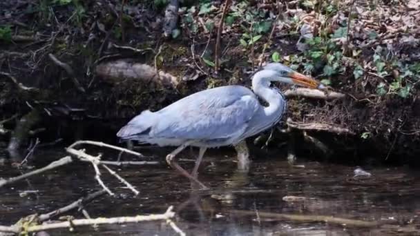 Время Рыбалки Движущейся Воде Серая Цапля Ardea Cinerea Успешно Поймал — стоковое видео