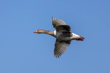 Anser anser, Anatidae familyasından Anatidae familyasından bir kaz türü. Burada havada uçuyor..