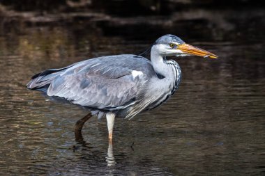 Bu gri balıkçıl hareketli suda balık tutarken, Ardea cinerea başarıyla bir balık yakaladı. Bu balıkçılgiller (Ardeidae) familyasından uzun bacaklı yırtıcı bir kuş.