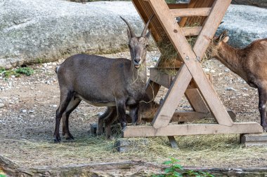Erkek dağ keçisi - Capra dağ keçisi hayvanat bahçesinde