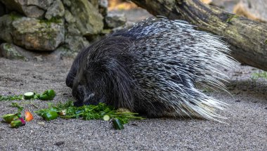 Hint armalı kirpi (