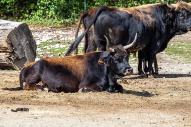 Bos Primigenius Taurus, soyu tükenmiş yaban öküzlerine benzediğini iddia etti..
