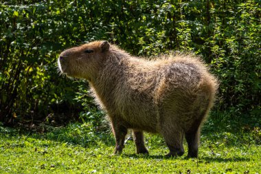Capybara, Hydrochoerus hydrochaeris Güney Amerika 'da yaşayan bir memelidir. Dünyada yaşayan en büyük kemirgendir..
