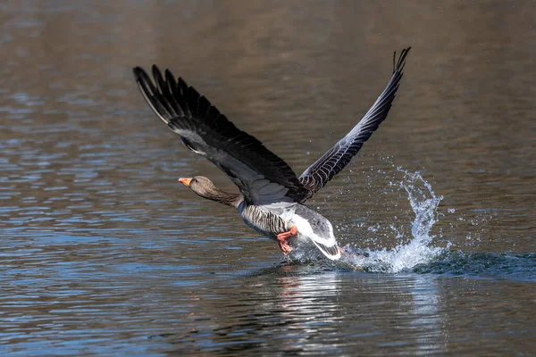 Greylag Goose Anser Anser Egy Faj Nagy Liba Vízimadár Család — Stock Fotó