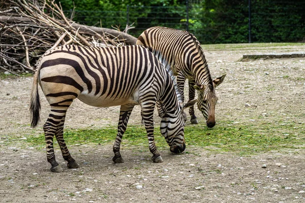 Zebra Górska Hartmanna Equus Zebra Hartmannae Jest Podgatunkiem Górskiej Zebry — Zdjęcie stockowe