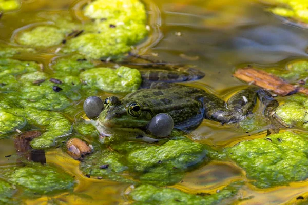 Κοινός Βάτραχος Rana Temporaria Ένα Μόνο Ερπετό Croaking Στο Νερό — Φωτογραφία Αρχείου