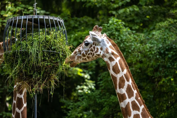 Καμηλοπάρδαλη Giraffa Camelopardalis Είναι Ένα Αφρικανικό Οπληφόρο Θηλαστικό Ψηλότερο Από — Φωτογραφία Αρχείου