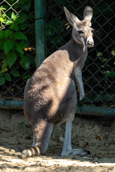 Kırmızı Kanguru Macropus Rufus Tüm Kanguruların Büyüğü Avustralya Özgü Büyük — Stok fotoğraf