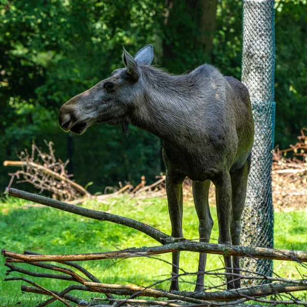 European Moose Alces Alces Also Known Elk Wild Life Animal — Stock Photo, Image