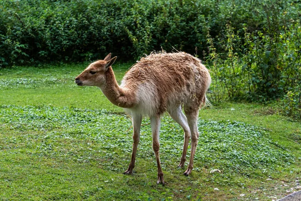 Vicunas Vicugna Vicugna Parenti Del Lama Che Vivono Nelle Alte — Foto Stock