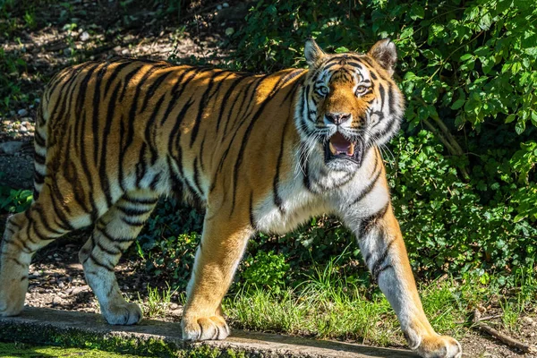 시베리아 호랑이 Panthera Tigris Altaica 세계에서 고양이 동물이다 — 스톡 사진